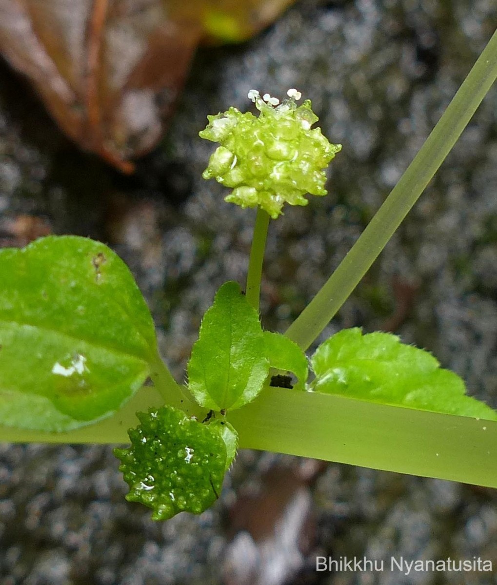 Lecanthus peduncularis (Royle) Wedd.